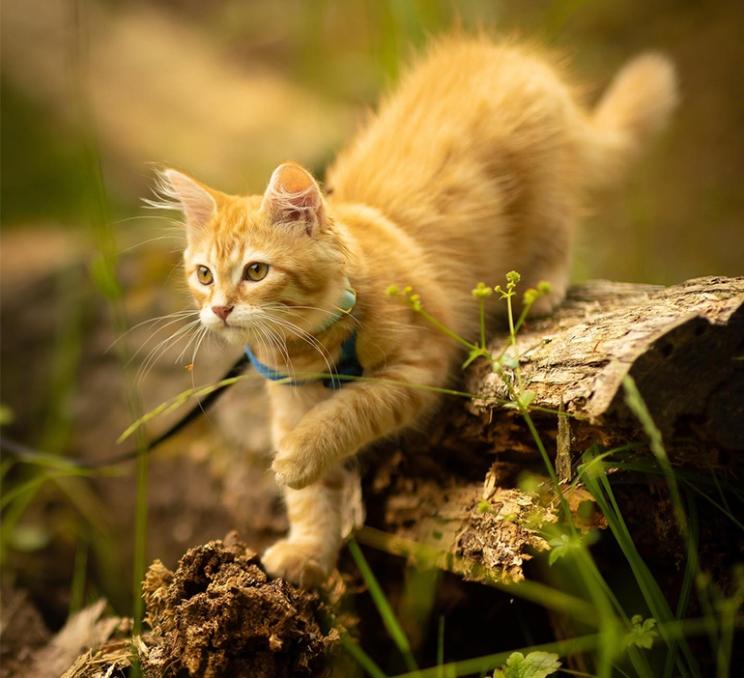 A cat explores Elk/Beaver Lake Regional Park in Victoria, BC