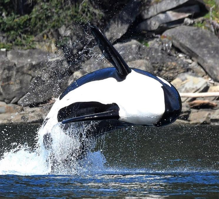 An orca breaching in Victoria, BC