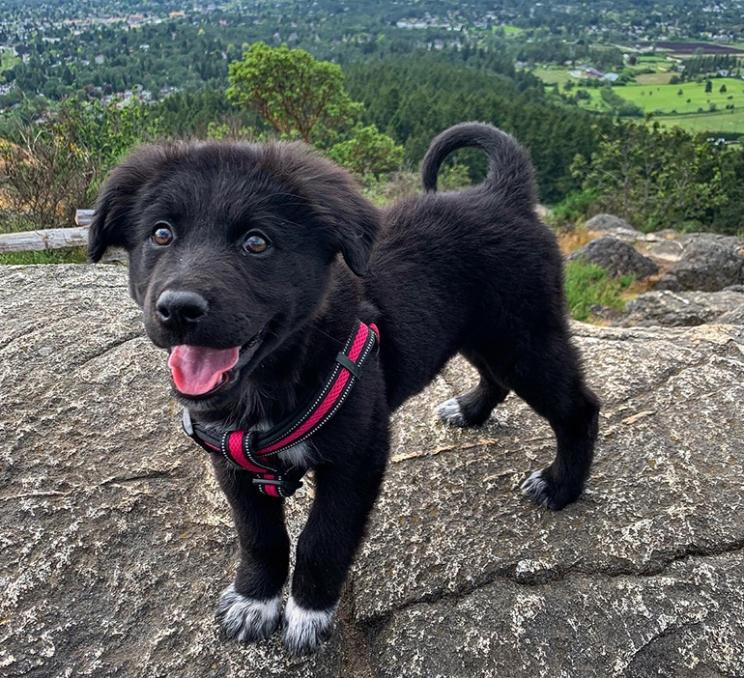 A dog stands atop Mount Douglas Regional Park in Victoria, BC