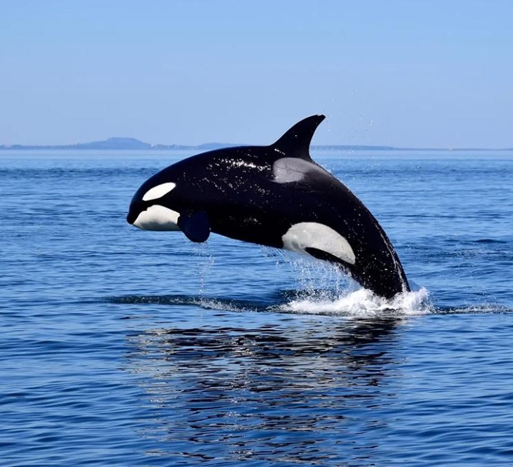 An orca breaches on the Salish Sea in Victoria, BC