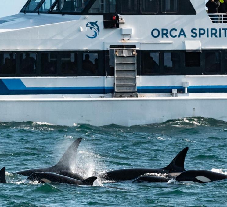 A pod of orcas swims past an Orca Spirit Whale Watching vessel in Victoria, BC