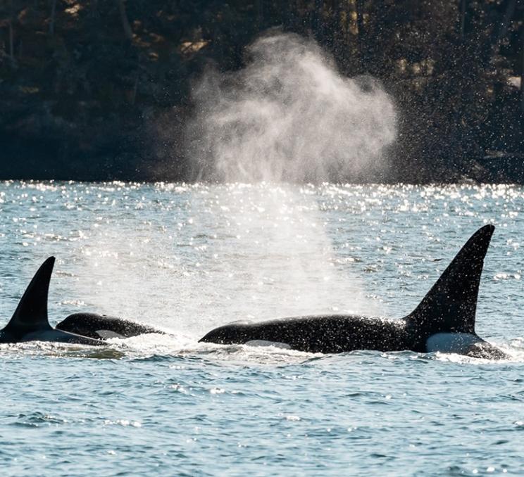 Orcas travelling along Victoria, BC's coastline