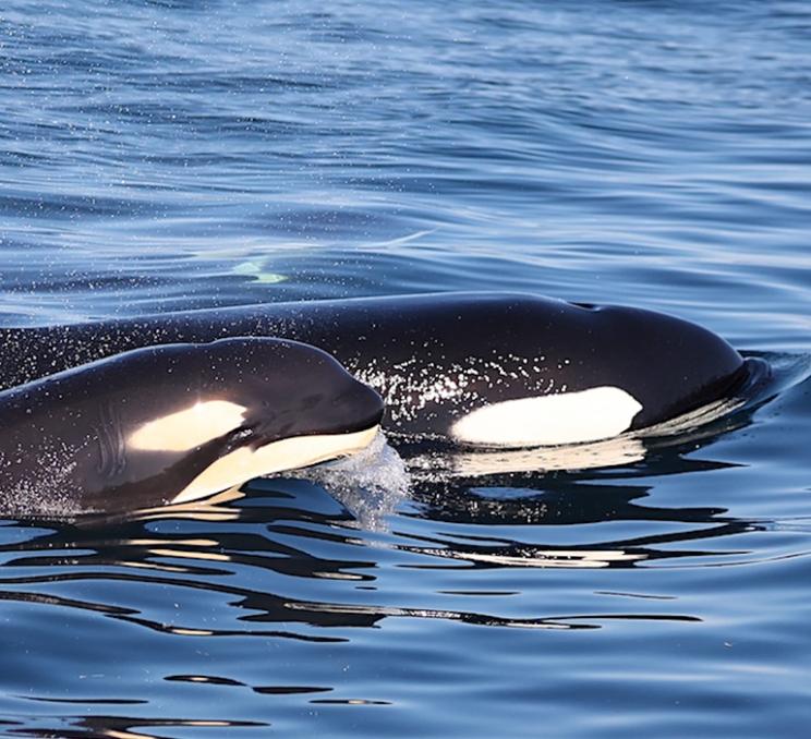 A mother and calf orca swim through the Salish Sea in Victoria, BC