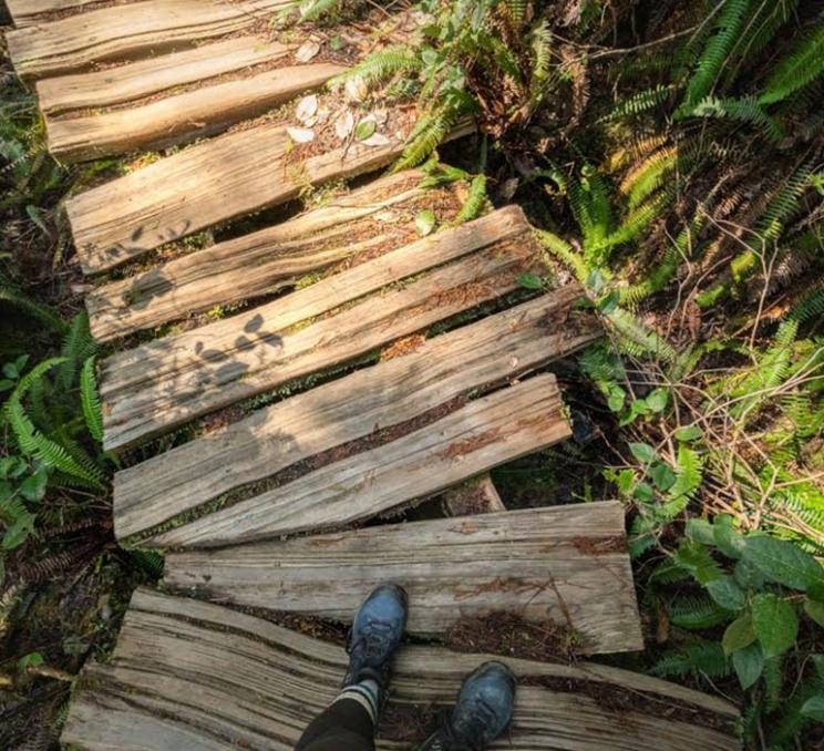 A forest boardwalk in Victoria, BC