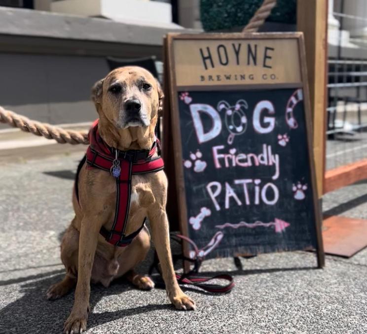 A dog sits outside the Steamship Grill & Bar in Victoria, BC