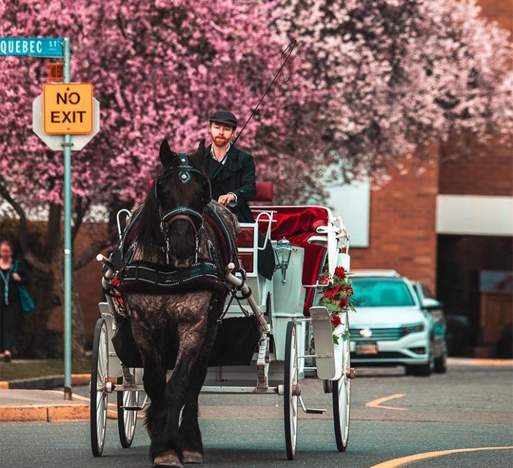 A Tally-Ho Carriage Tour explores Victoria, BC, during cherry blossom season.