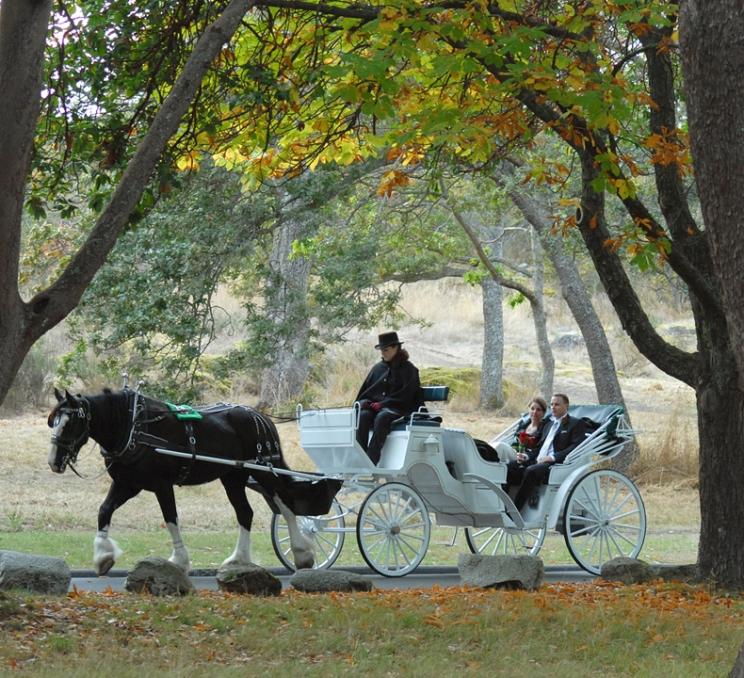 A carriage tour through Beacon Hill Park in Victoria, BC