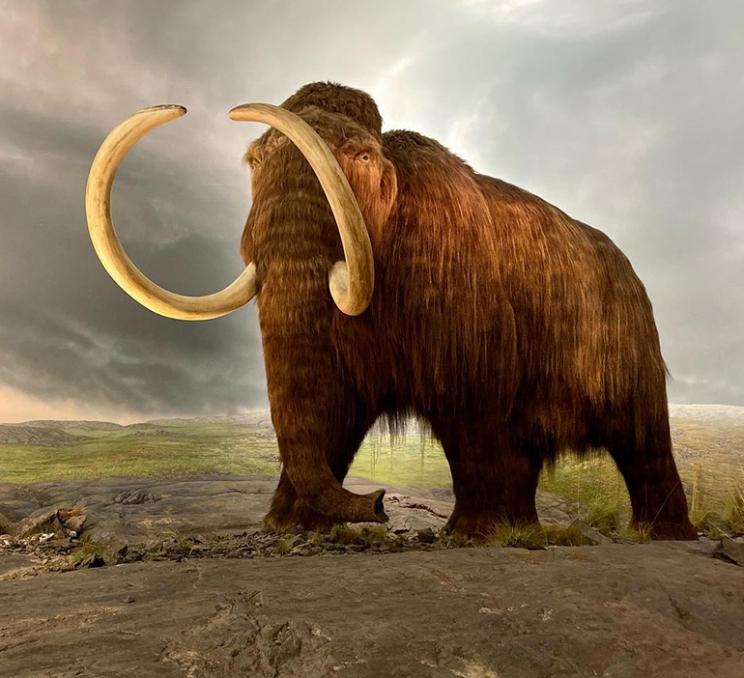 A wooly mammoth at the Royal BC Museum in Victoria, BC