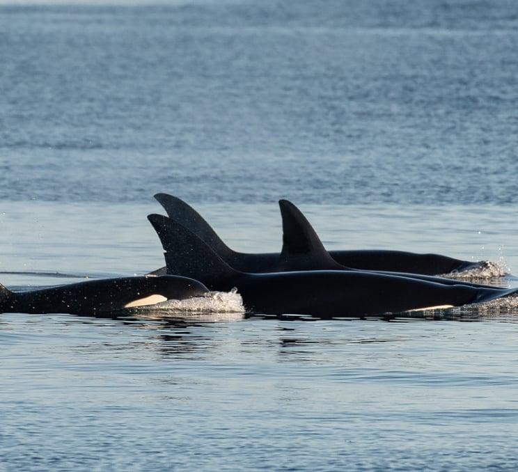 A pod of orcas roam the Salish Sea off the coast of Victoria, BC