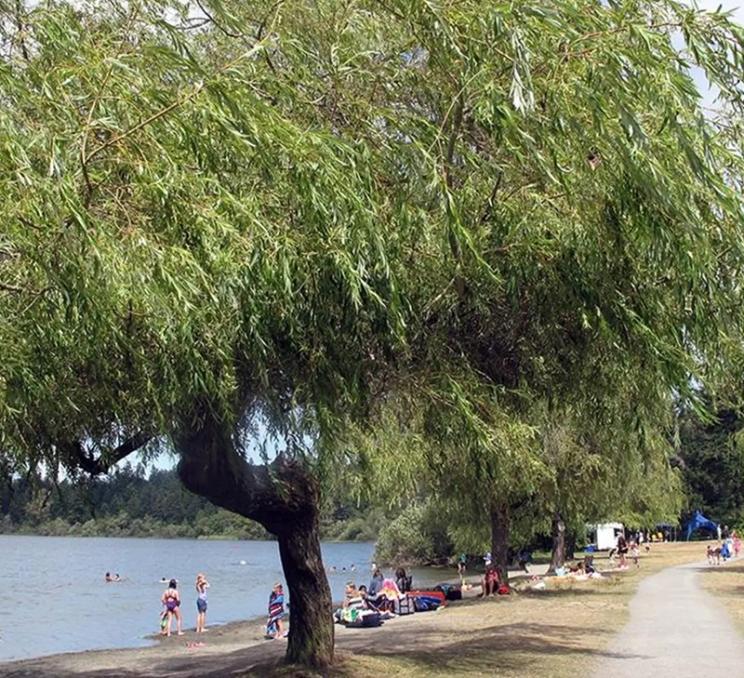 A beach at Elk/Beaver Lake Regional park in Victoria, BC