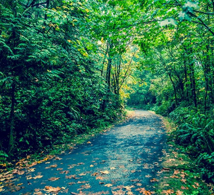 The Galloping Goose trails passes through the forest at Roche Cove Regional Park in Greater Victoria, BC