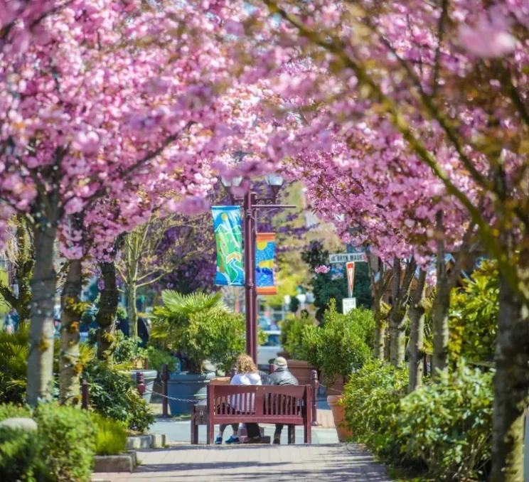 People sitting on park bench looking at Cherry Blossom trees