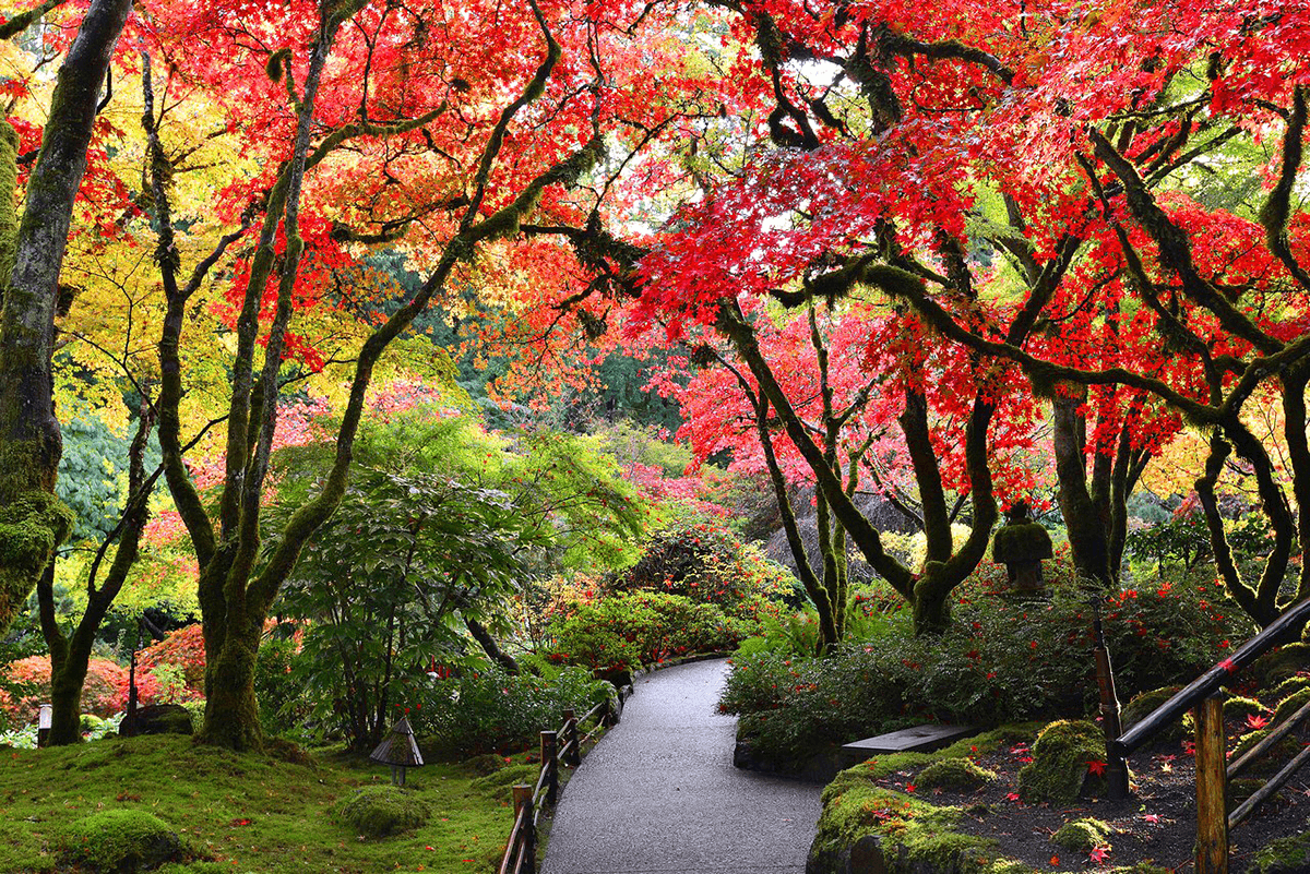 butchart gardens. Red leaves on trees and a walking path