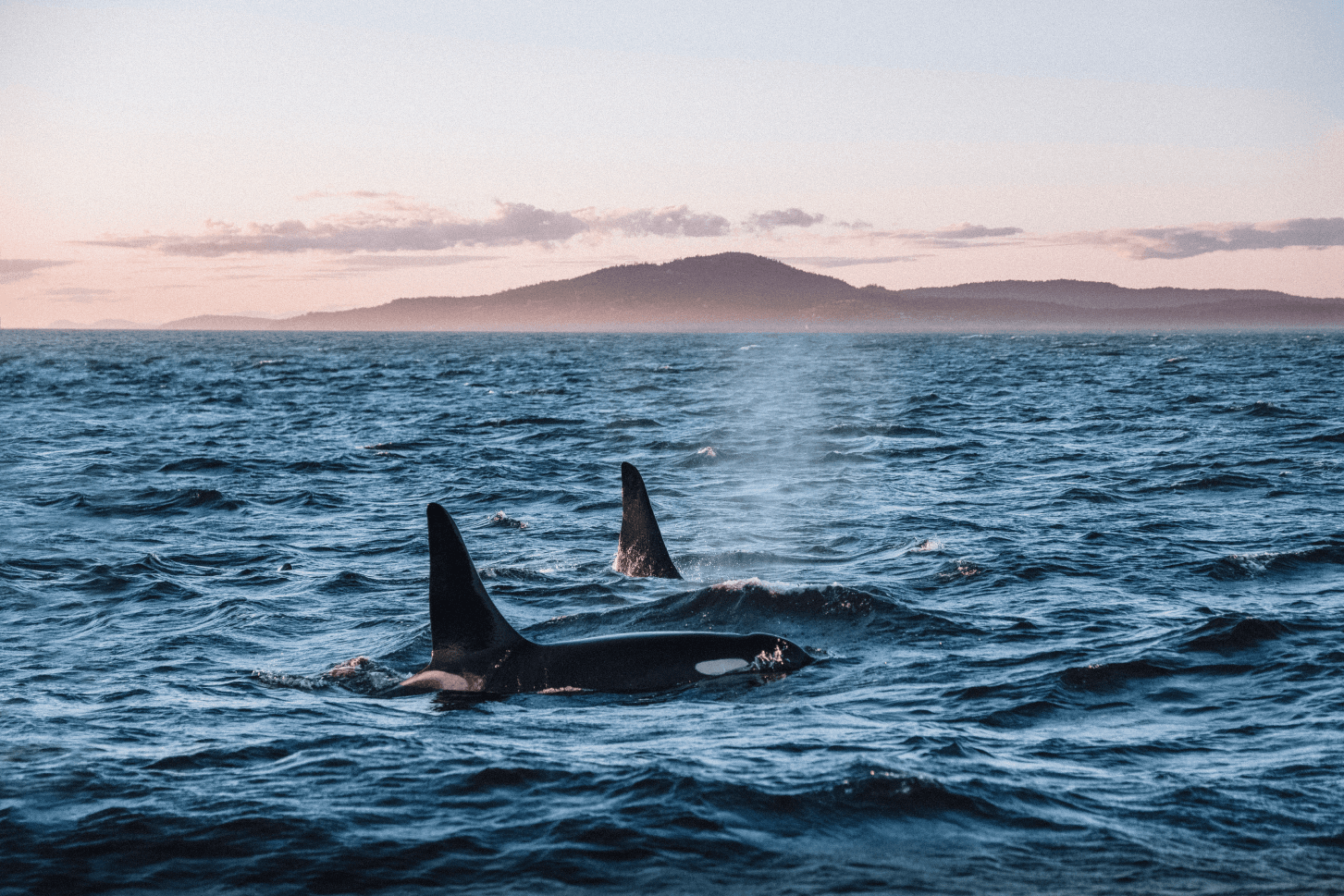 Whale Watching on Pacific Marine Circle Route