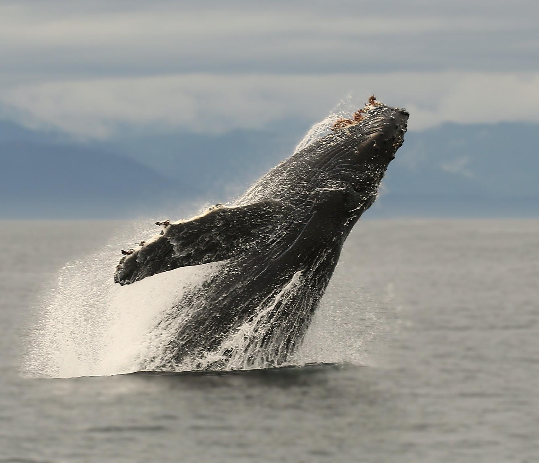 Evening Whale Watching Tours 