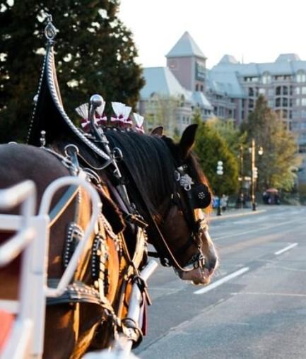 Grand Horse-Drawn Carriage Tour of Victoria