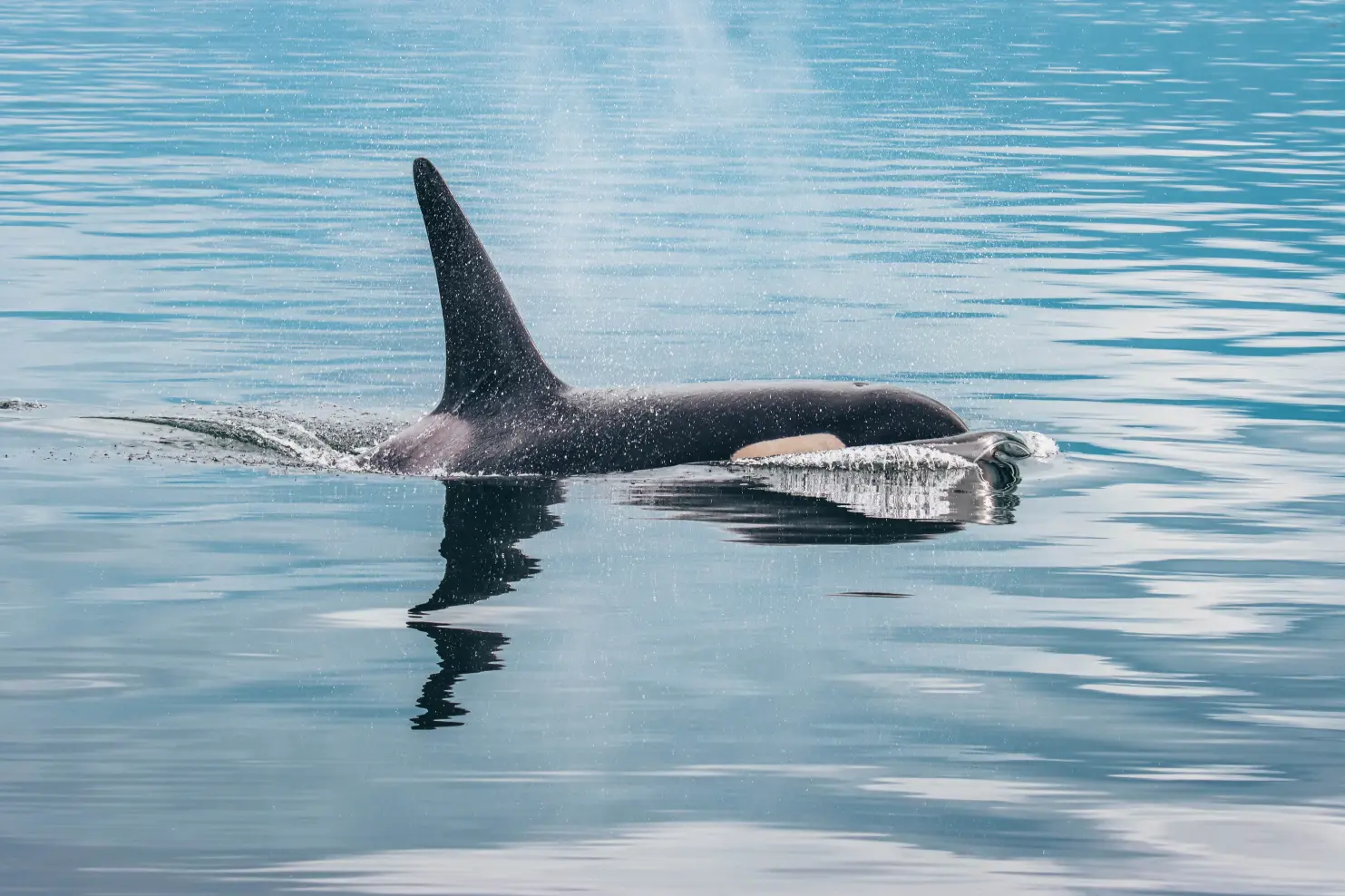 A whale in Telegraph Cove from the Prince of Whales whale watching tour in Victoria, BC