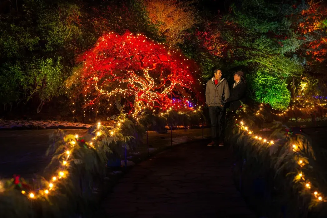 A couple explores a light display at The Butchart Gardens in Victoria, BC