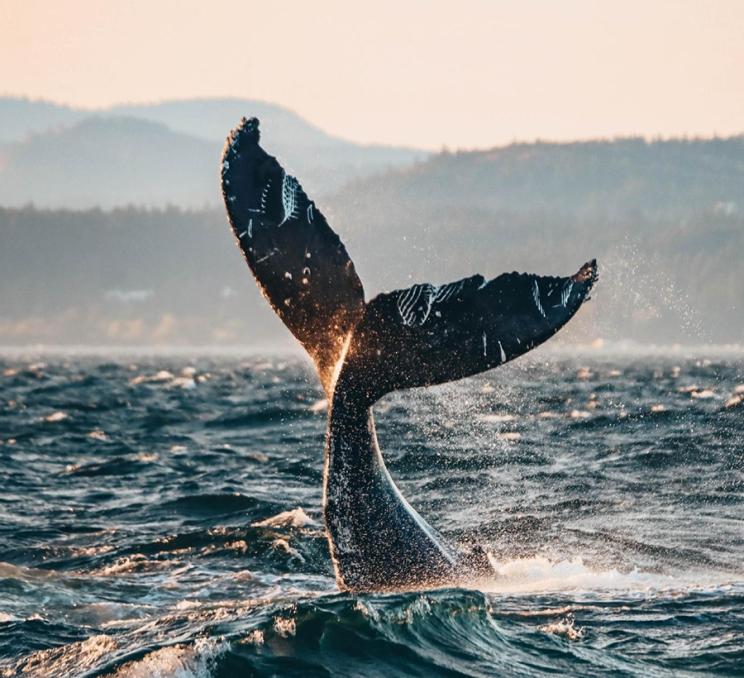 A humpback whale waves its tail in the Salish Sea off the coast of Victoria, BC