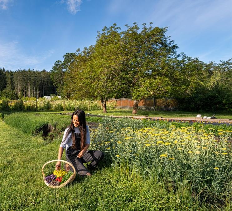 A woman harvest plants at the 10 Acres farm on the Saanich Peninsula in Greater Victoria, BC