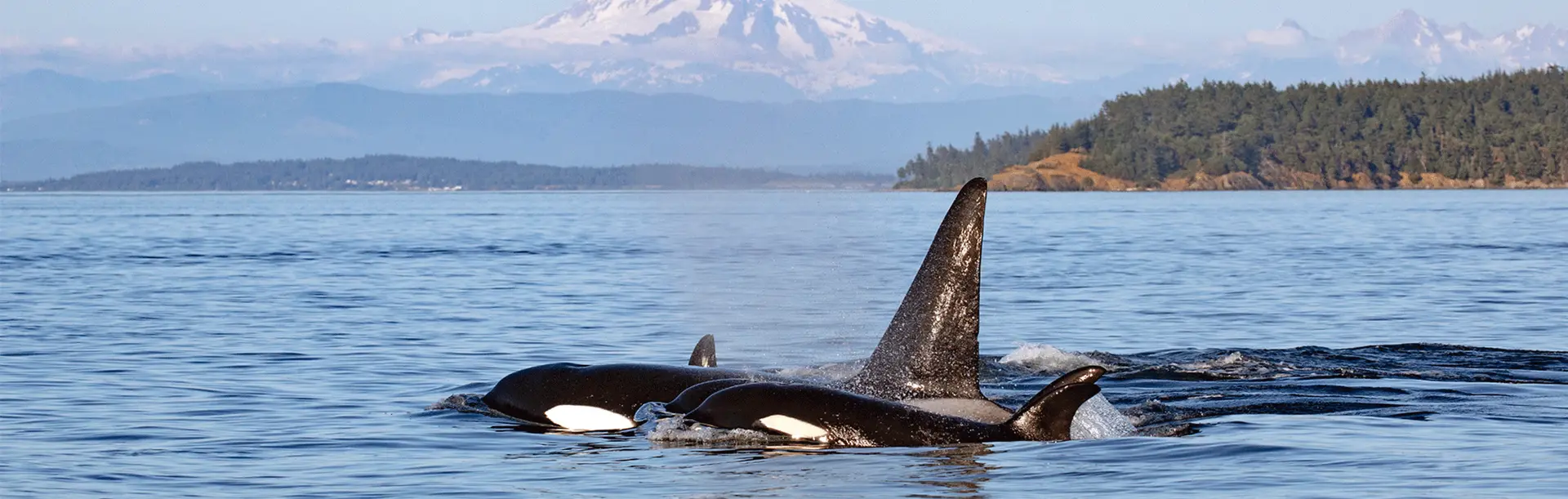 A pod of orcas swimming across the Salish Sea with the Southern Gulf Islands and Mount Baker in the background, just off the coast of Victoria, BC